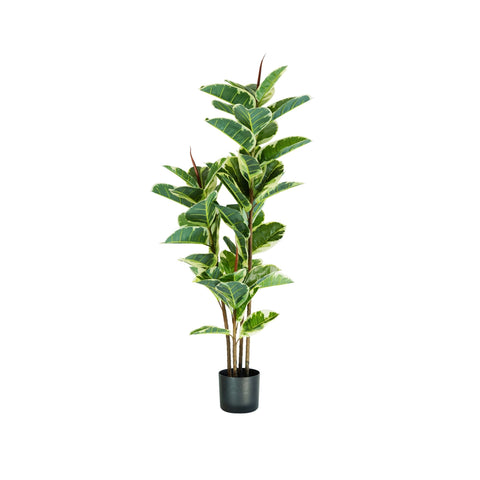 Ficus Elastica Pflanze aus Polyethylen mit 54 Blättern und Moostopf 145 cm