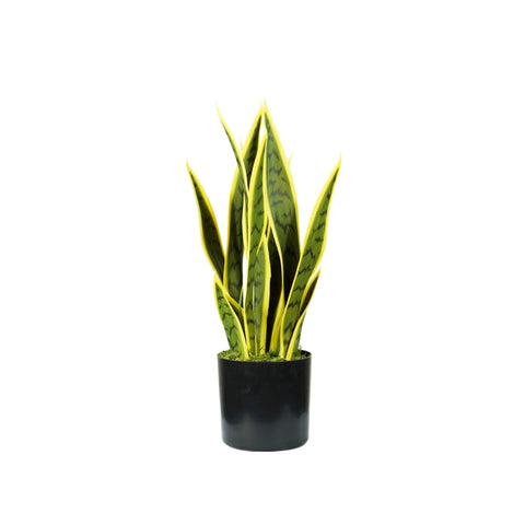 Pianta Sansevieria In Polietilene Con 12 Foglie In Vaso Con Muschio 45cm