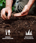 Semina di semi rigeneranti per prato con minima manutenzione e resistenza al calpestio, perfetti per tutti i tipi di terreno