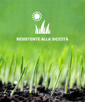 Germinazione rapida dei semi rigeneranti per prato resistenti alla siccità, ideali per climi secchi e zone aride del giardino
