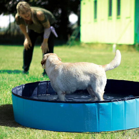 Labrador bianco in piscina per cani in giardino - Divertimento acquatico sicuro con proprietaria durante estate