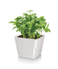 immagine-2-tescoma-vaso-per-piante-quadrato-metallo-bianco-13x11cm-ean-8595028400946